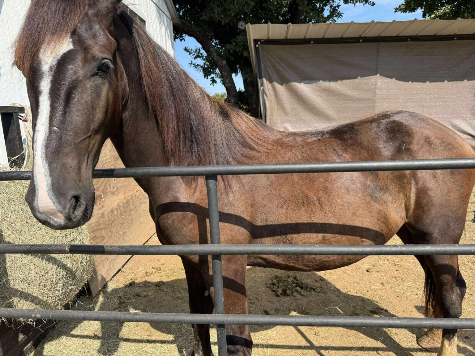 Zar – Layla Rose Ranch Equine Rescue