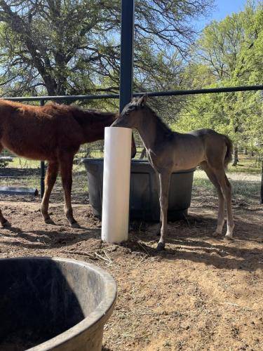 Separate Water Supply